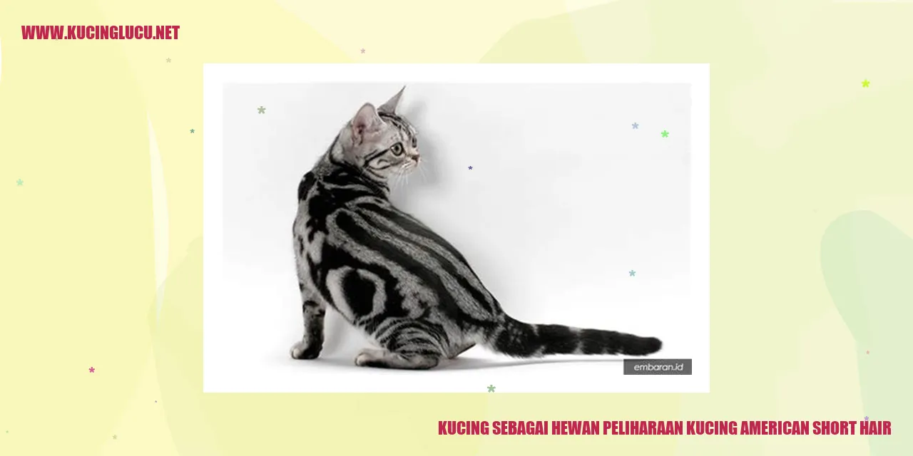 Kucing American Short Hair