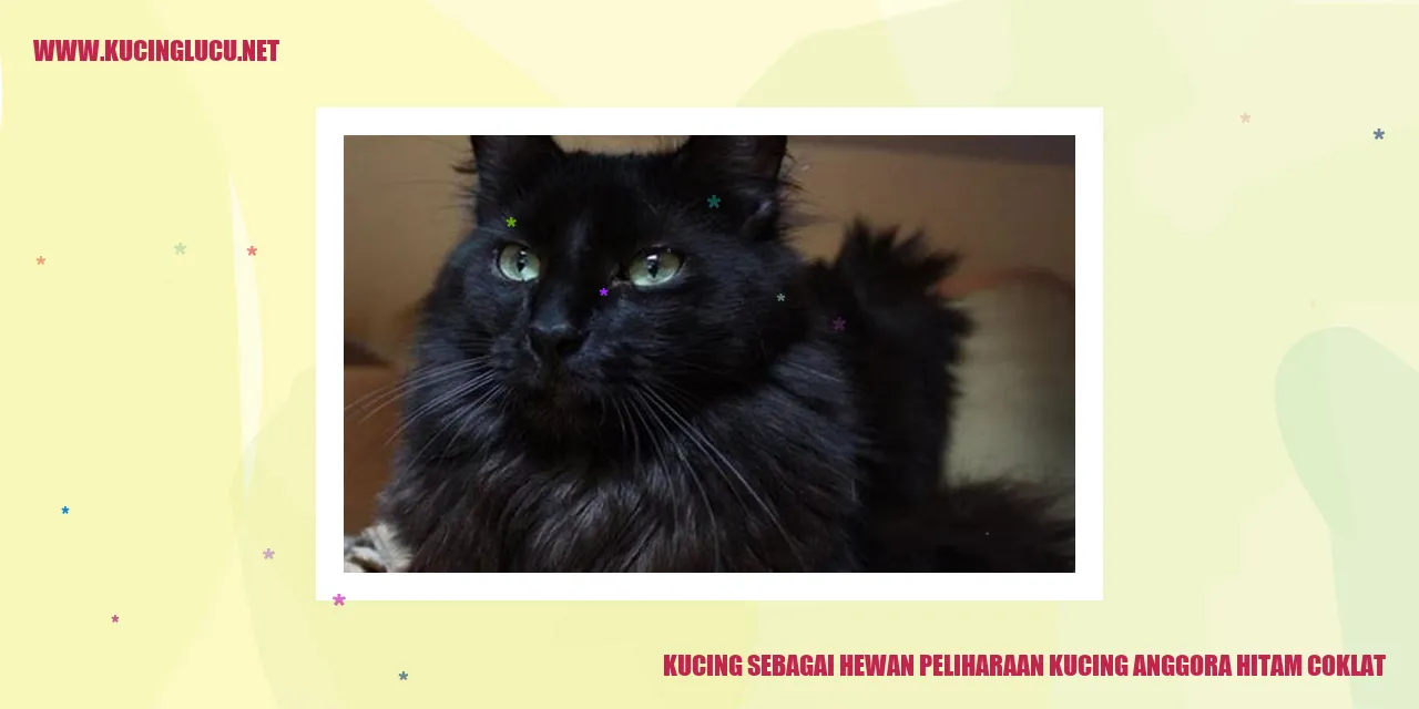 Kucing Anggora Hitam Coklat