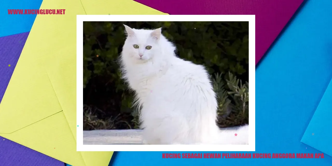 Kucing Anggora