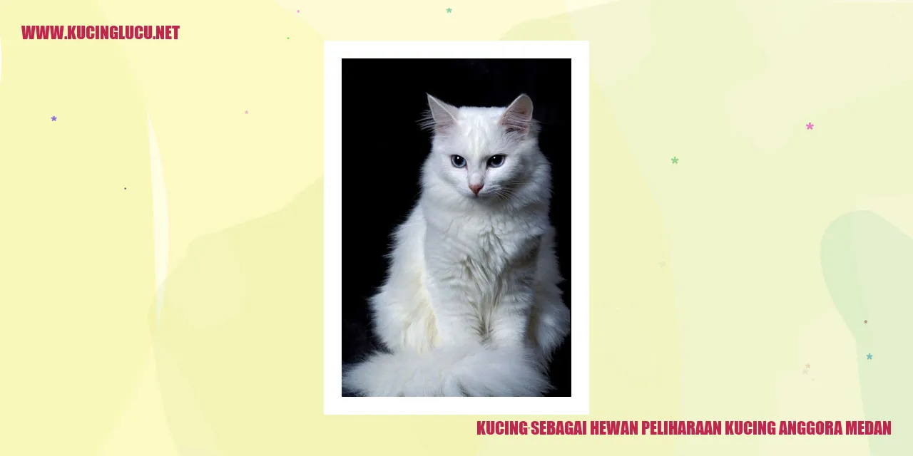 Cantiknya Kucing Anggora Medan