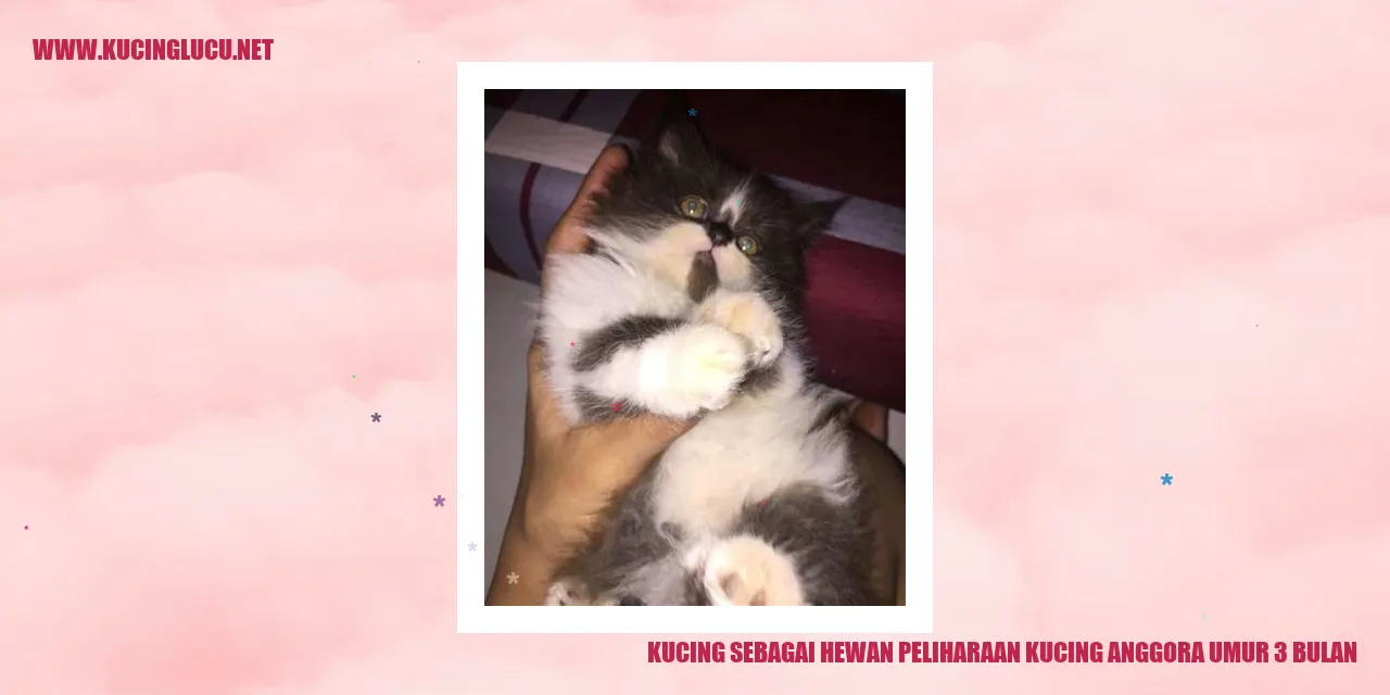 Foto Kucing Anggora Usia 3 Bulan