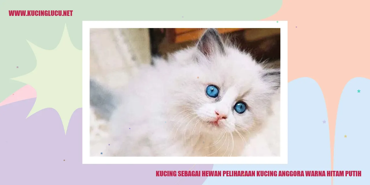 Kucing Anggora warna hitam putih