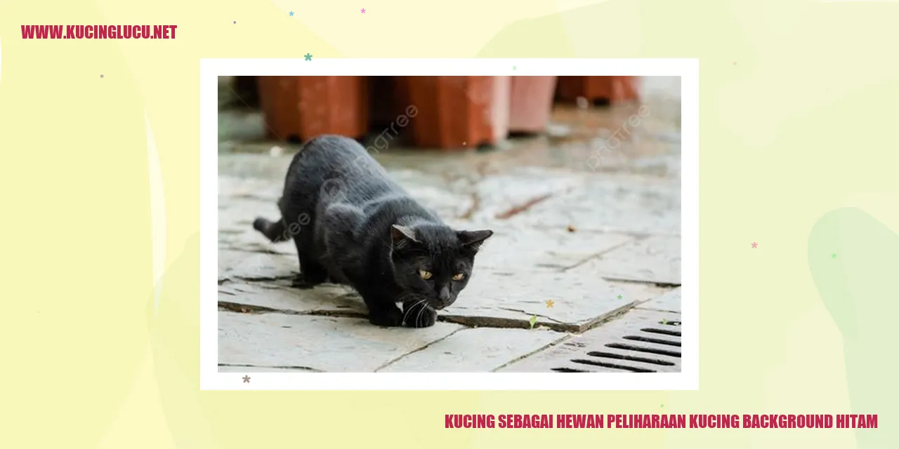 Foto Kucing dengan Warna Bulu Hitam