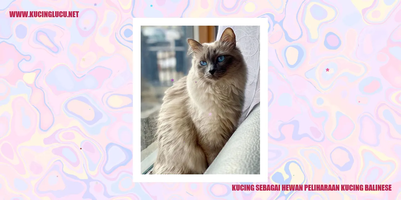 Kucing Balinese sebagai Hewan Peliharaan