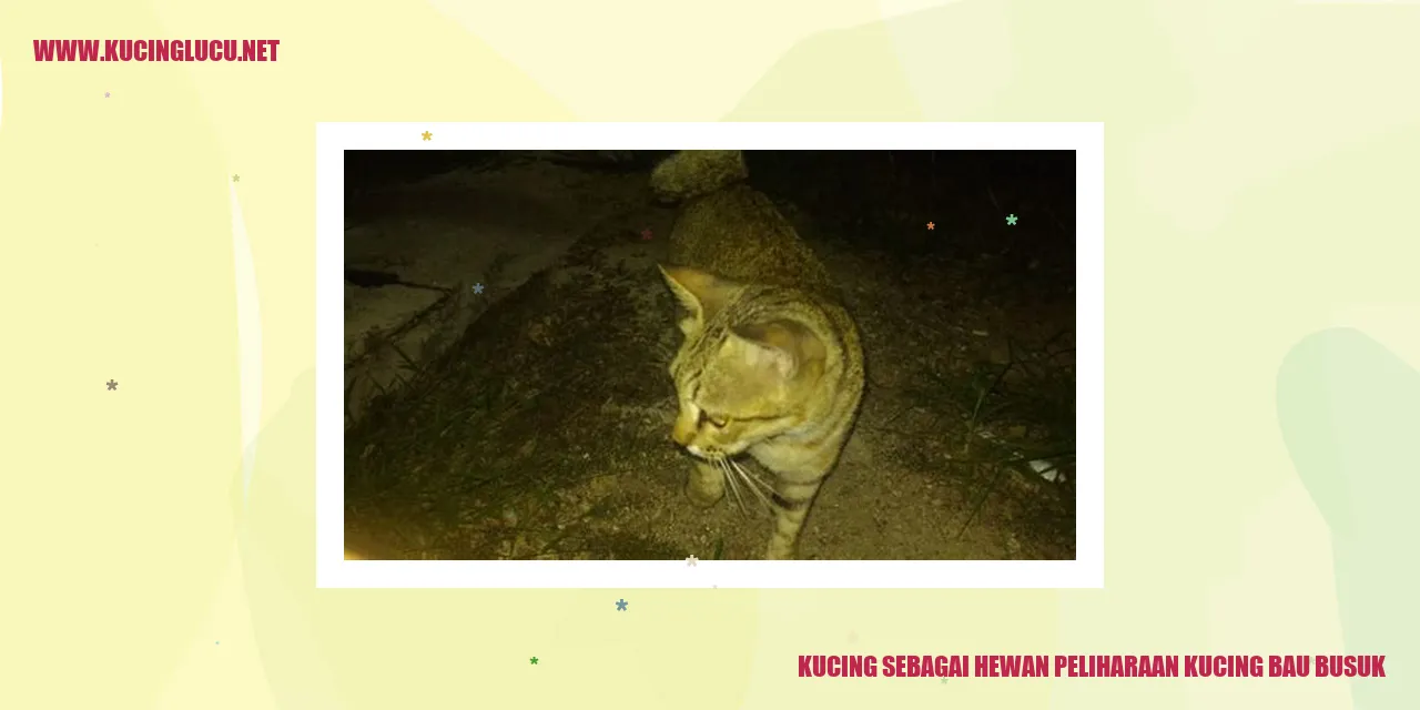 Kucing sedang tidur