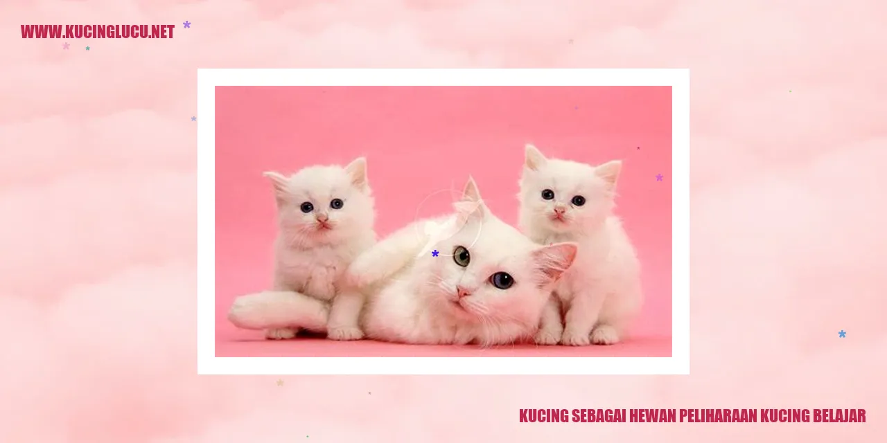 foto kucing yang belajar
