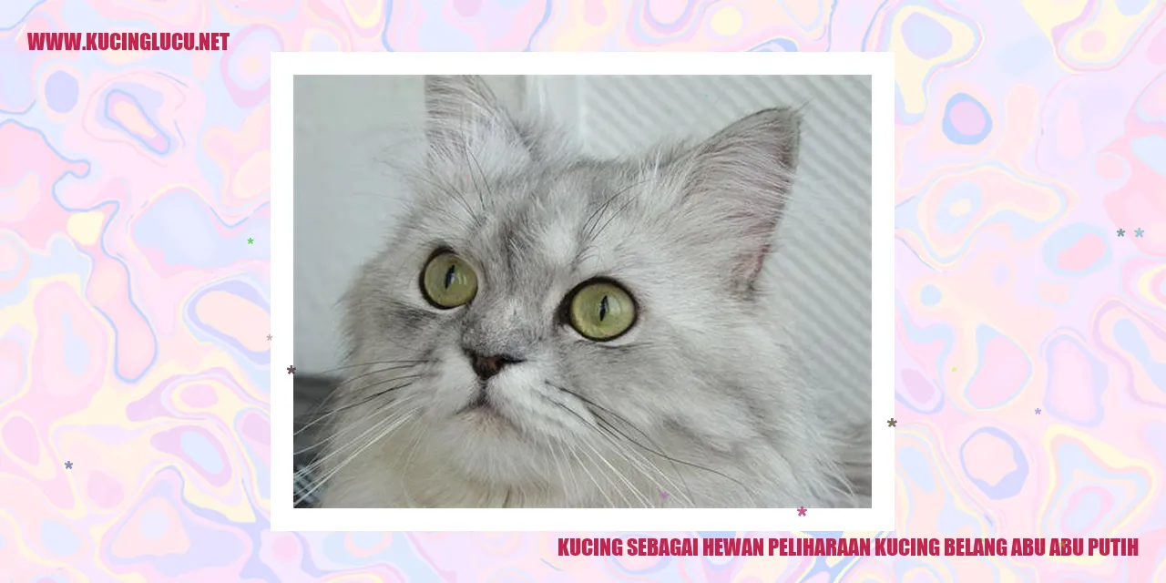 Kucing belang abu-abu putih