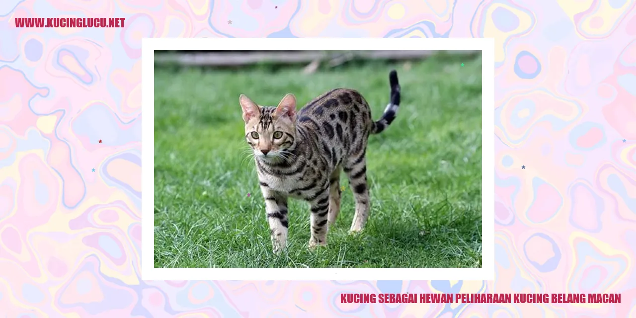 Kucing belang macan