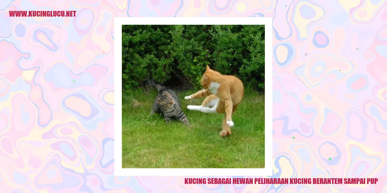 Kucing bertarung