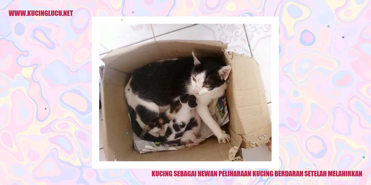 Kucing sebagai Hewan Peliharaan kucing berdarah setelah melahirkan