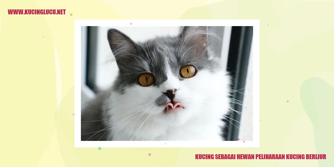 Foto kucing lucu