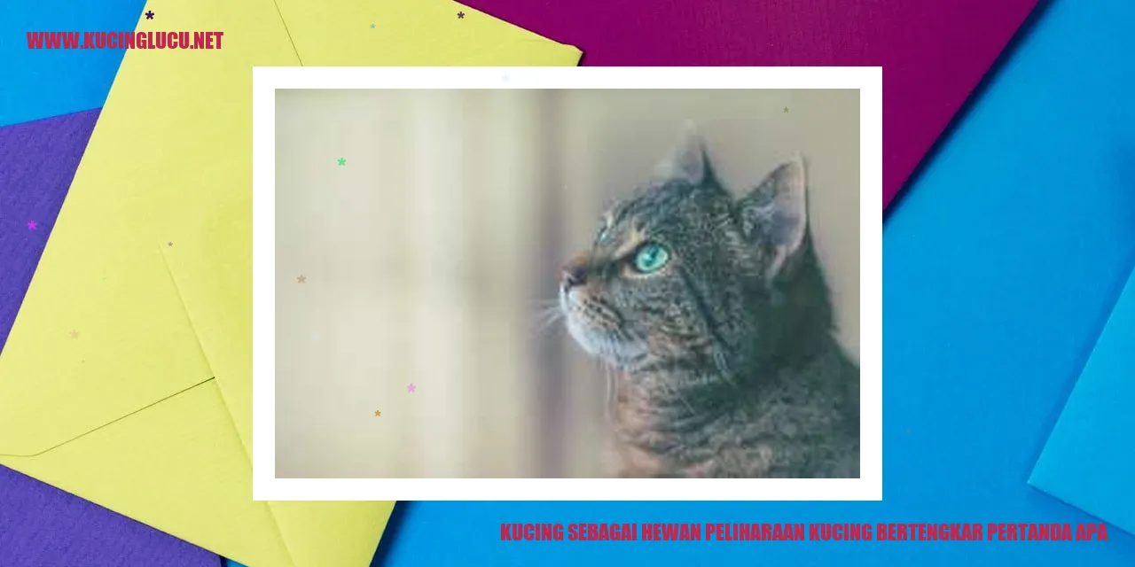 Perilaku Bertengkar Kucing