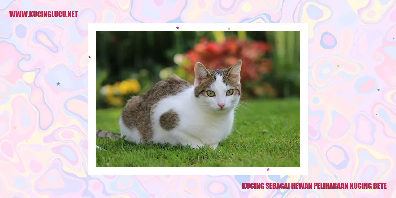 Gambar Kucing yang Bete