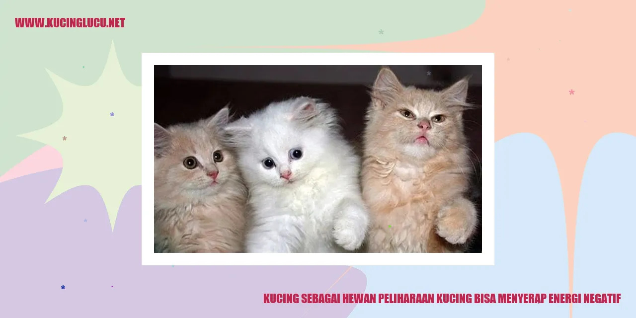 Kucing yang mampu menyerap energi negatif