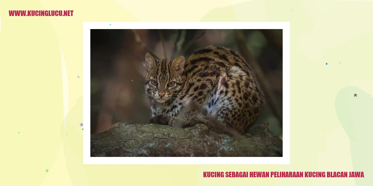 gambar kucing blacan jawa