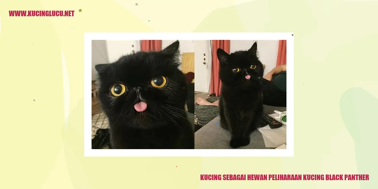 Kucing Black Panther