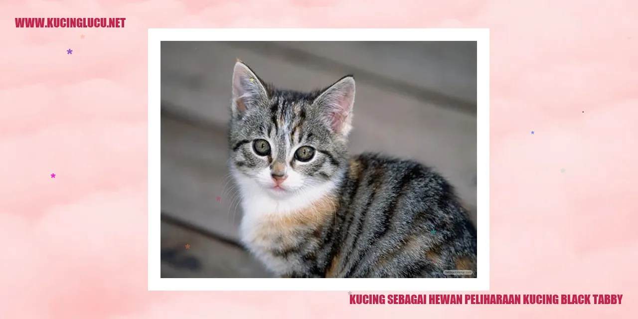 Kucing black tabby