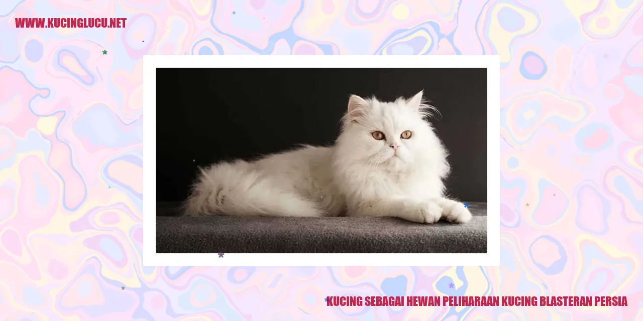 Gambar Kucing Blasteran Persia