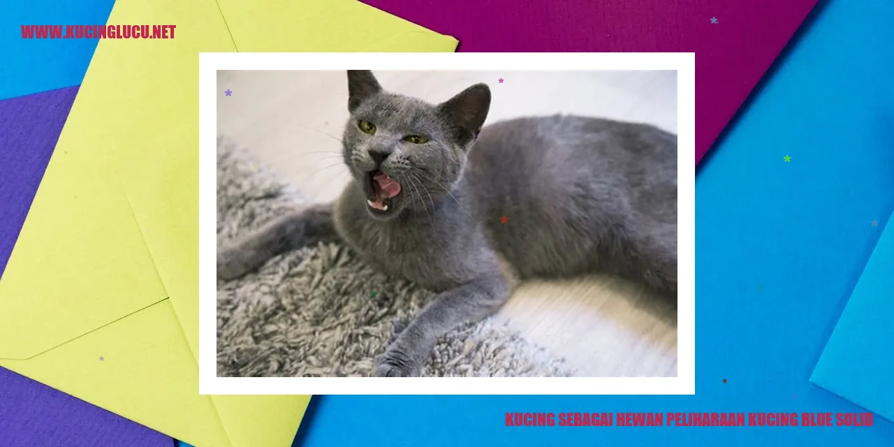 gambar kucing blue solid