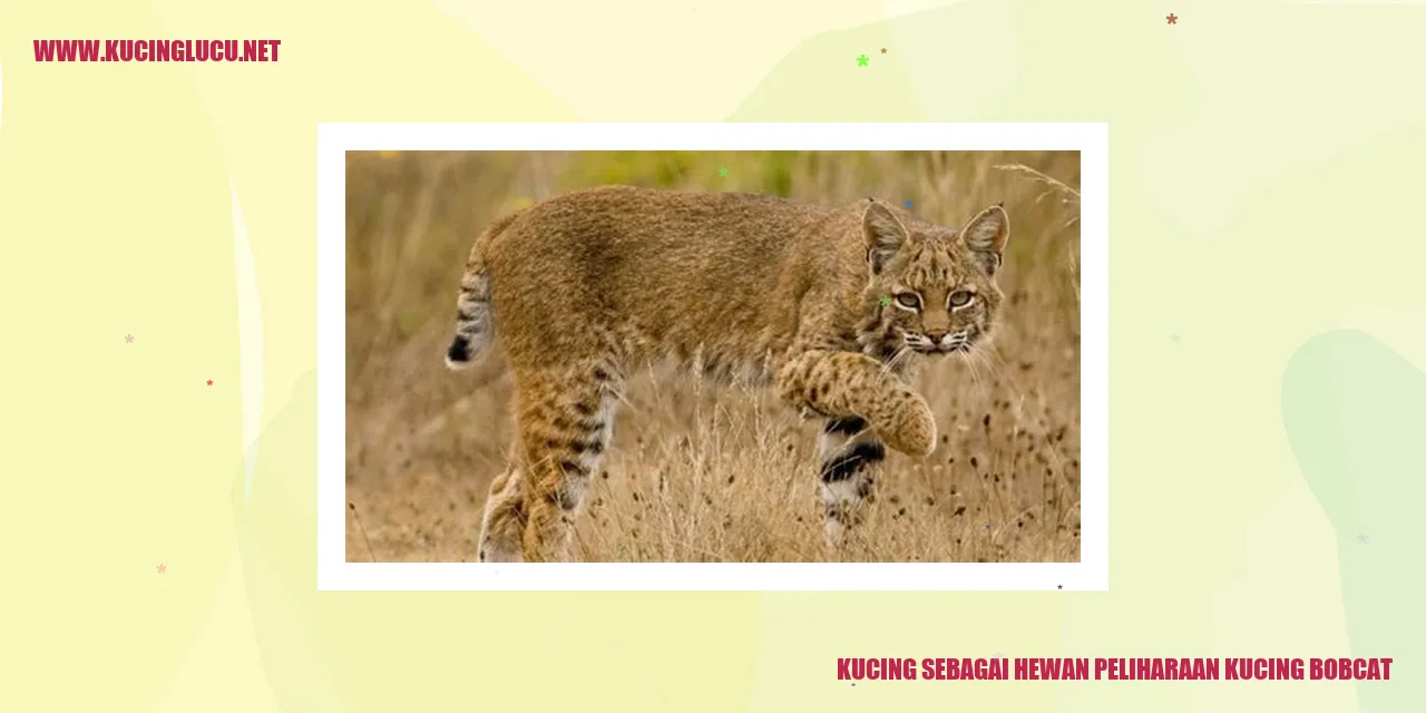Kucing Bobcat