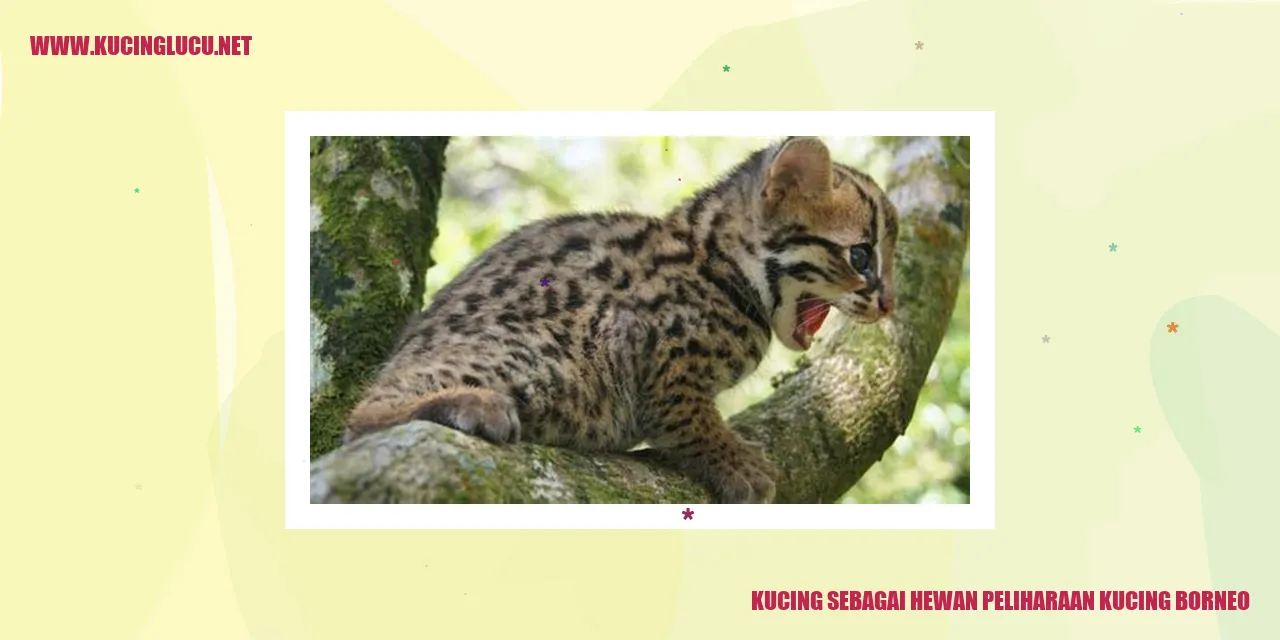 Gambar Kucing Borneo