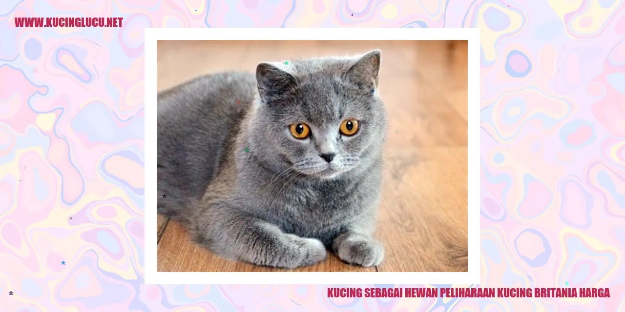 Kucing Britania