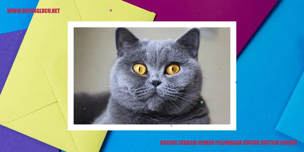 Kucing british golden yang menawan