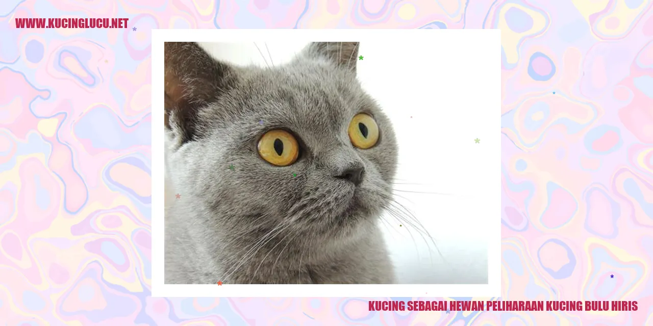 Gambar Kucing