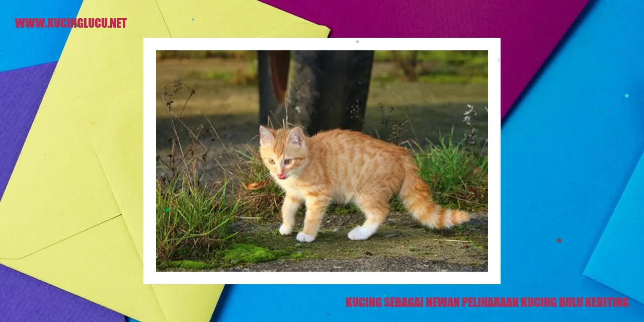 gambar kucing bulu keriting