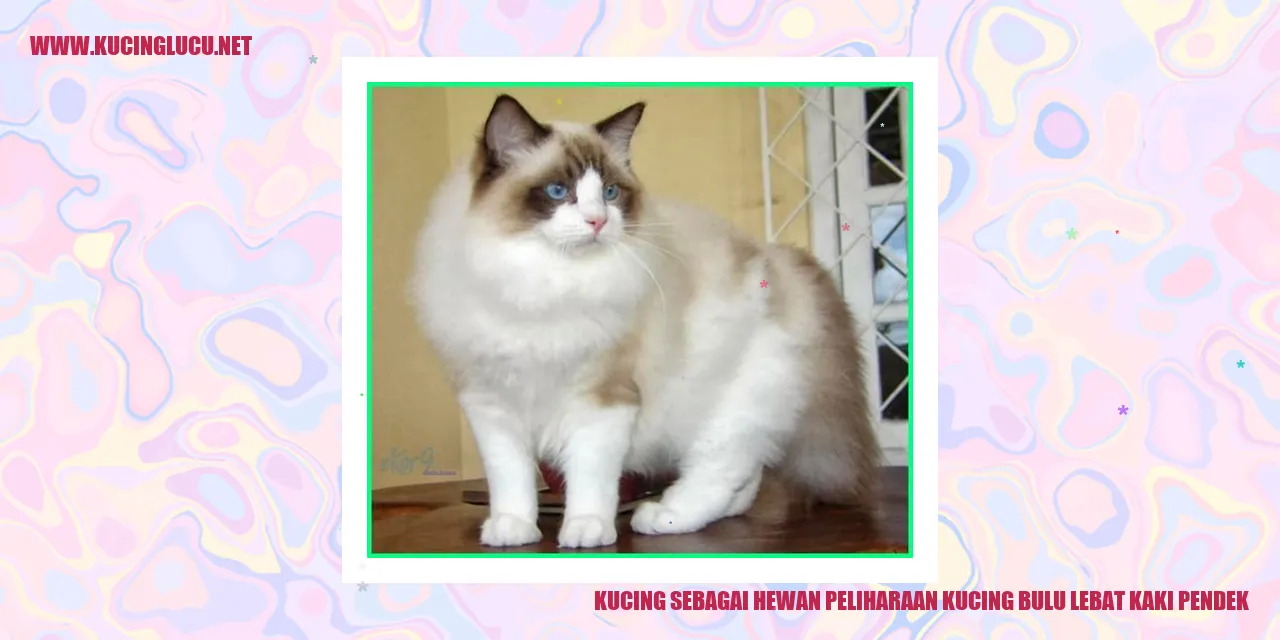 Gambar Kucing dengan Bulu Lebat dan Kaki Pendek