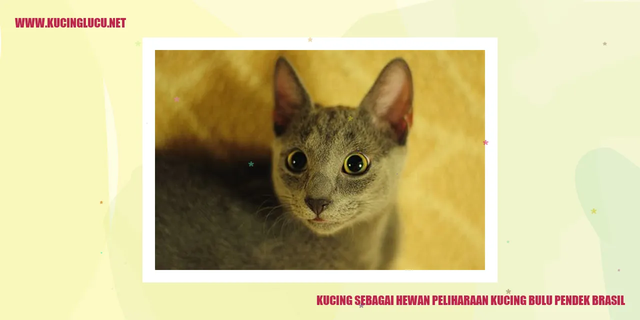 Kucing Bulu Pendek Brasil