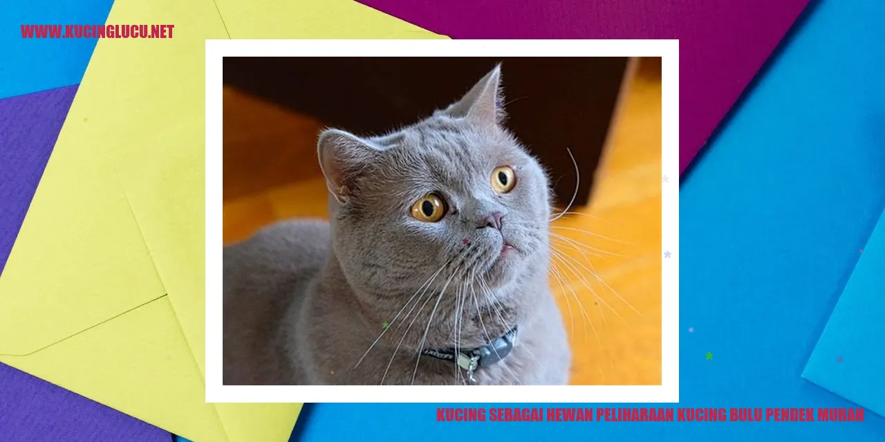 Kucing bulu pendek murah