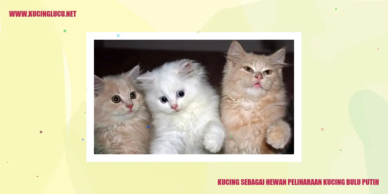 Kucing dengan bulu putih yang menawan