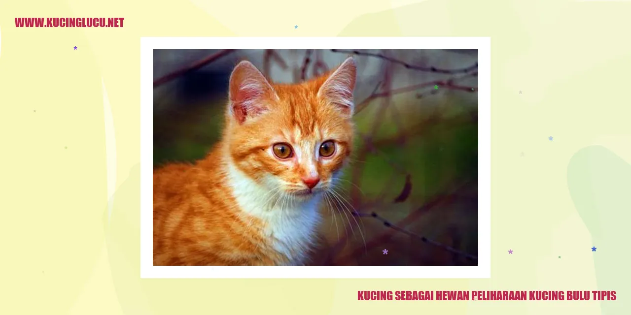 Gambar kucing dengan bulu tipis