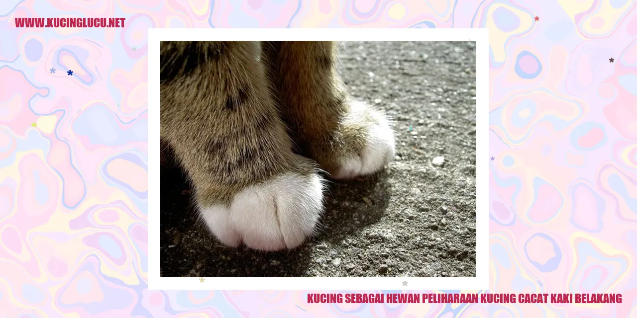 Kucing dengan cacat kaki belakang
