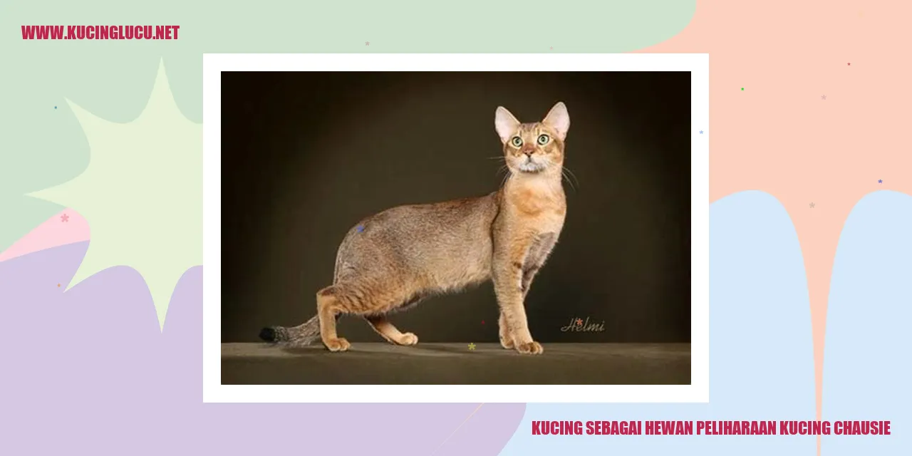 Kucing Chausie