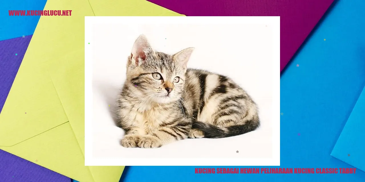 Kucing Classic Tabby