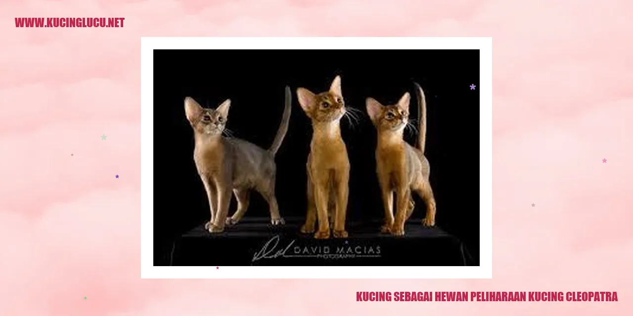 Kucing Cleopatra