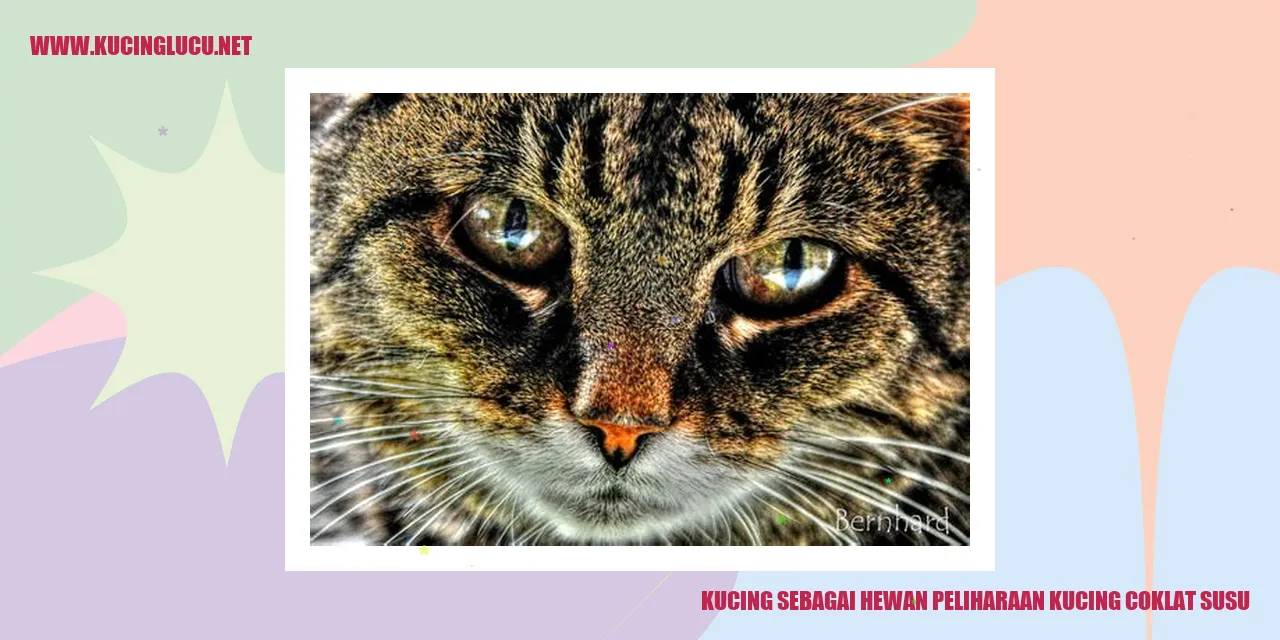 Kucing coklat susu yang menggemaskan