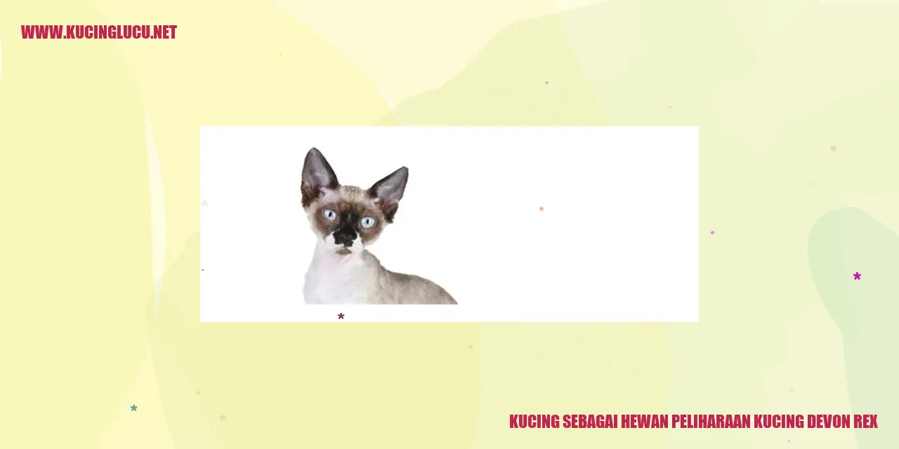 Gambar kucing devon rex