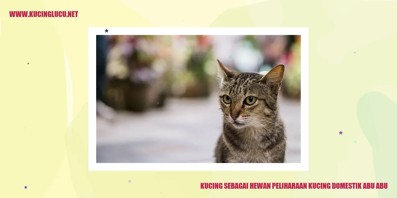 Kucing Abu Abu