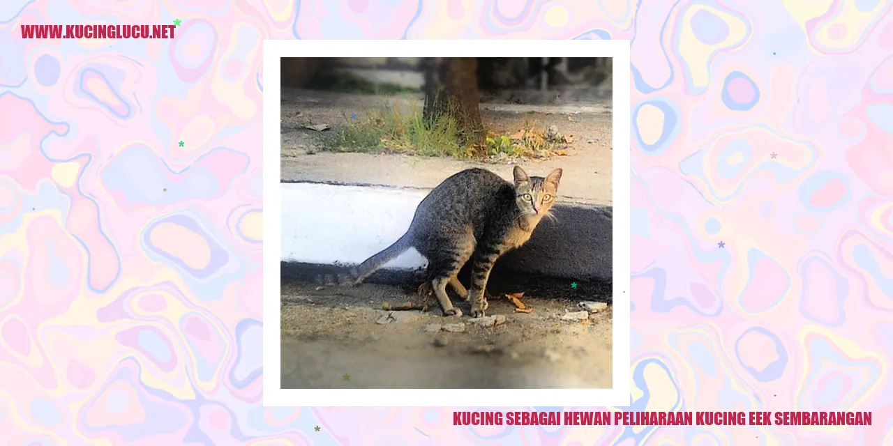 Foto Kucing Lucu