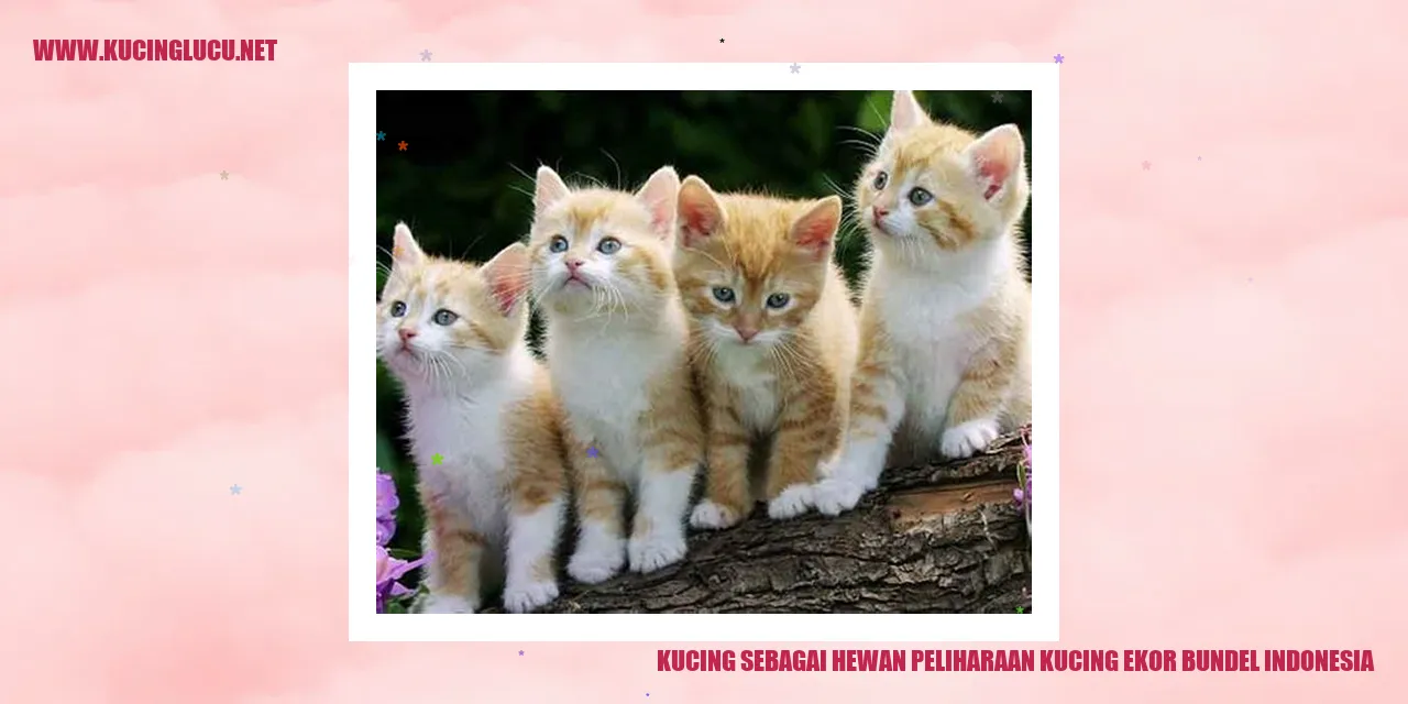 Kucing bulu tebal Indonesia