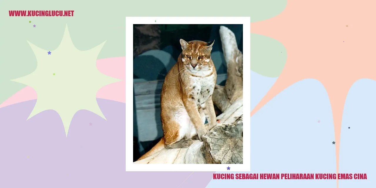 Kucing Emas Cina