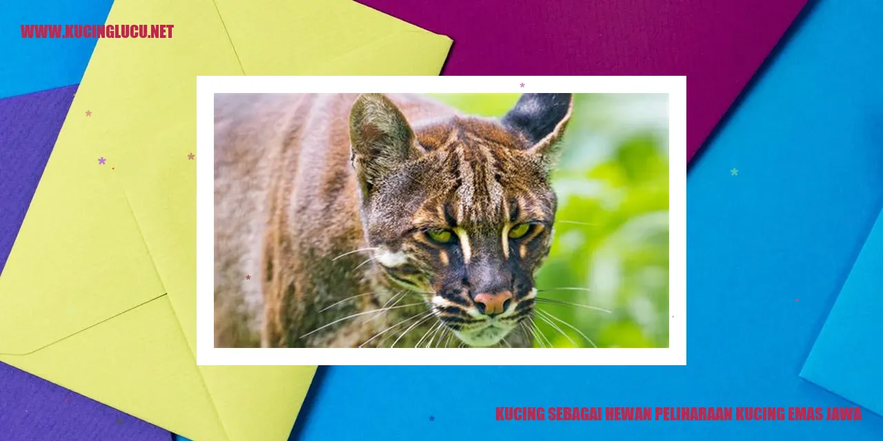Kucing Emas Jawa