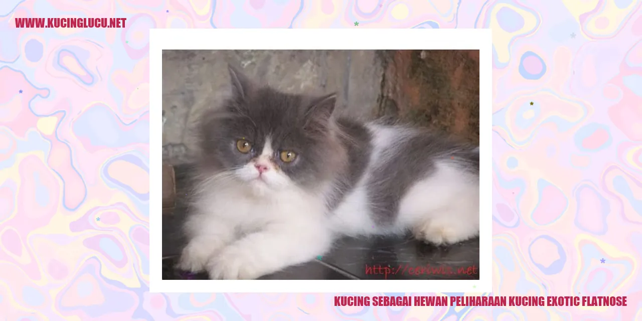 Kucing Exotic Flatnose