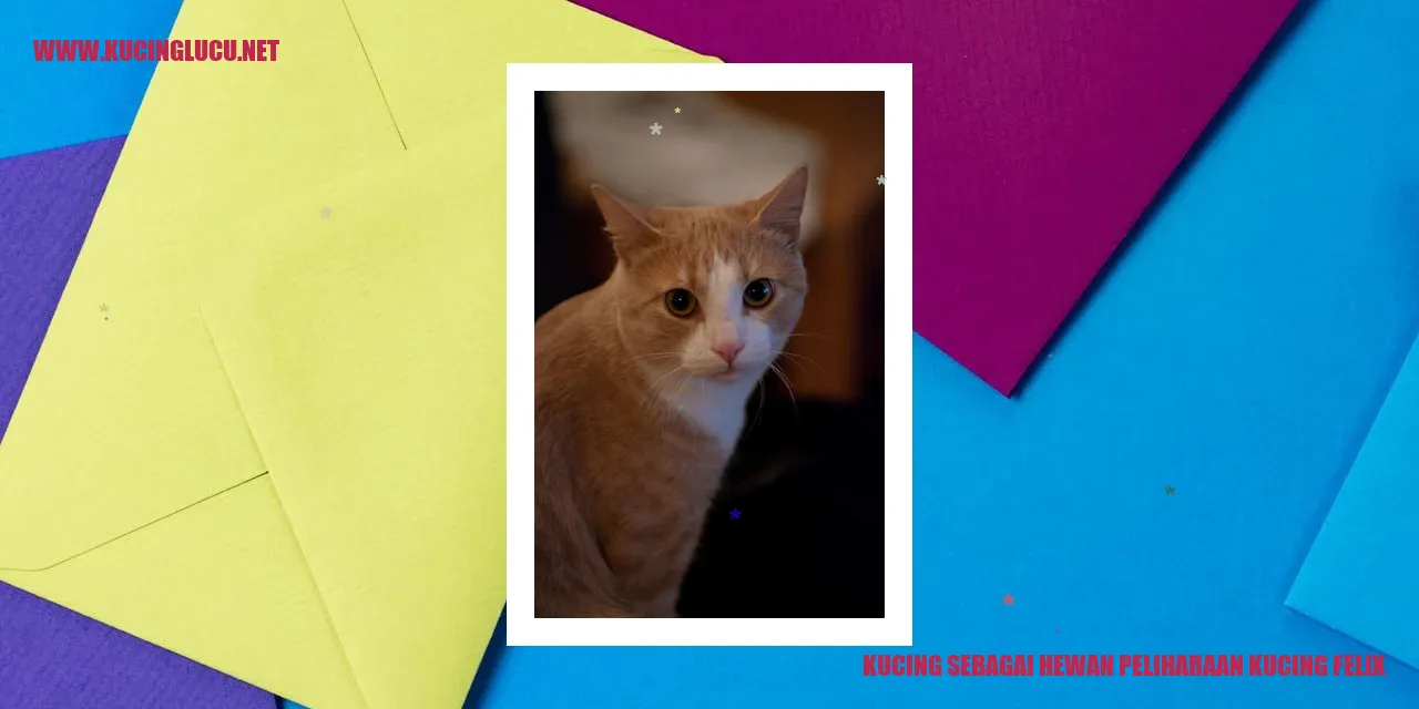 Kucing Setia dan Menyenangkan