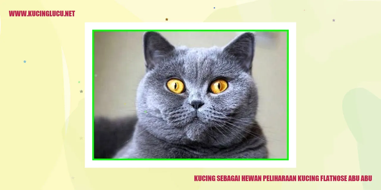 Kucing flatnose abu abu