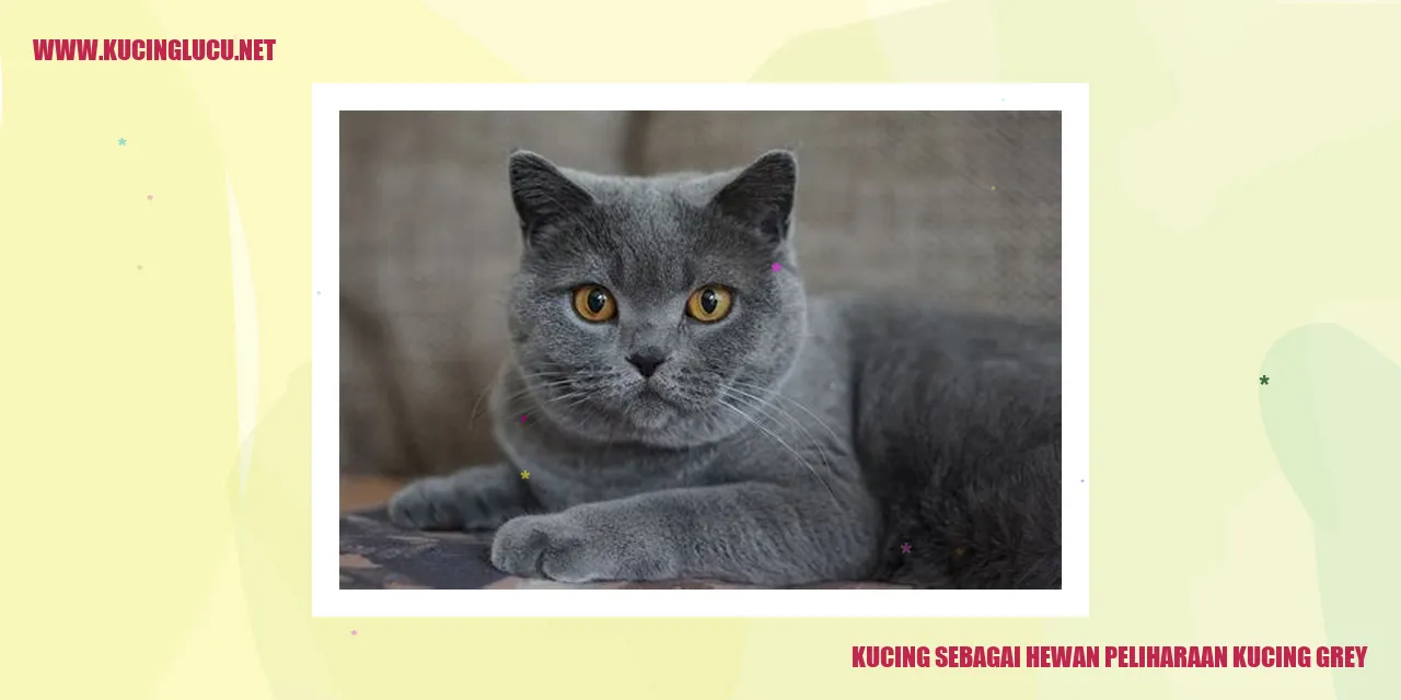 Kucing Abang-abu