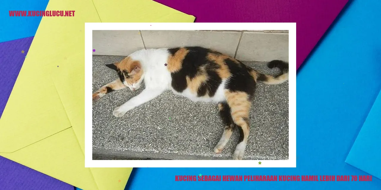 Gambar kucing hamil